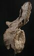 Tall Diplodocus Caudal Vertebra - Dana Quarry #10147-3